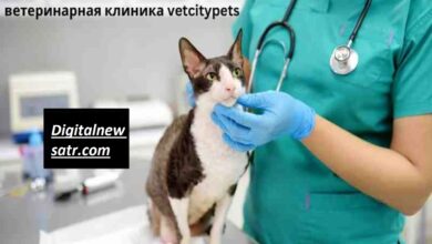 ветеринарная клиника vetcitypets